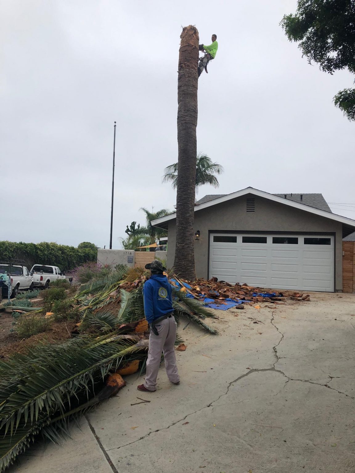 palm tree removal Creative Design & Build